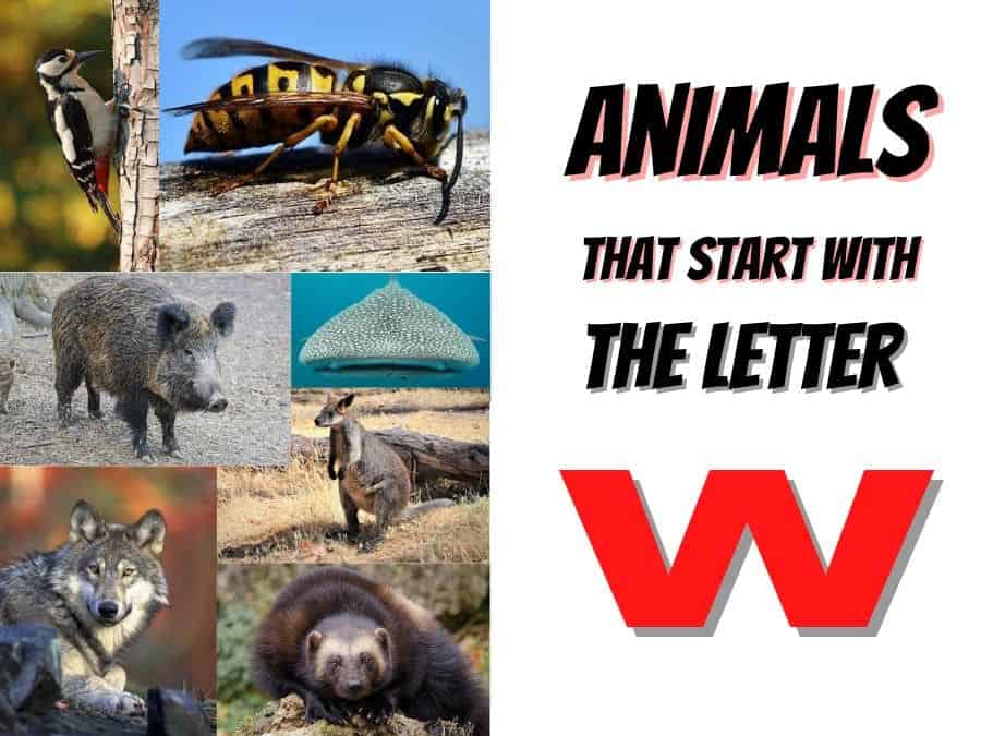 animals that start with the letter W