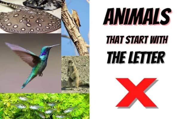 animals that start with the letter X