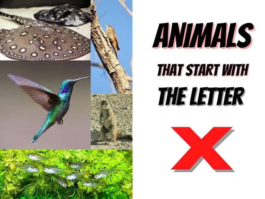 animals that start with the letter X