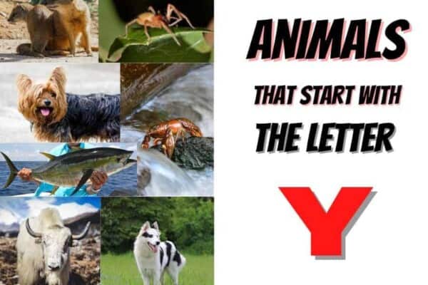 animals that start with the letter Y