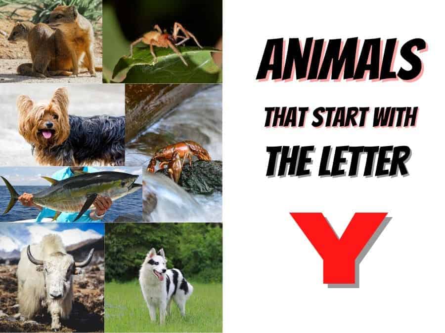 animals that start with the letter Y