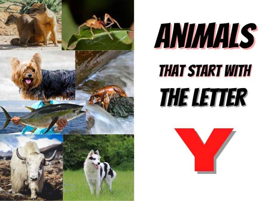 animals that start with the letter y