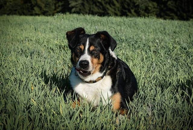 Appenzeller Dog