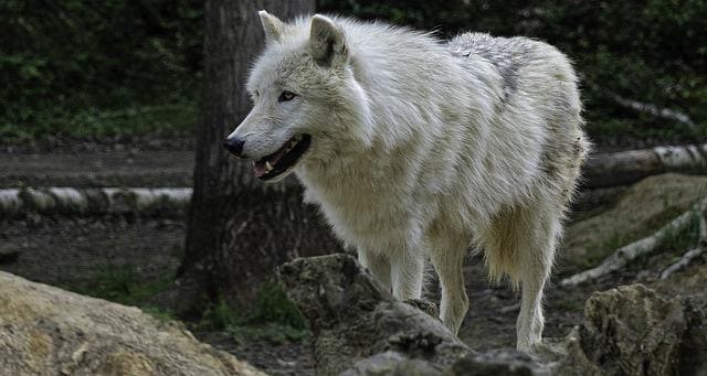 Arctic Wolf