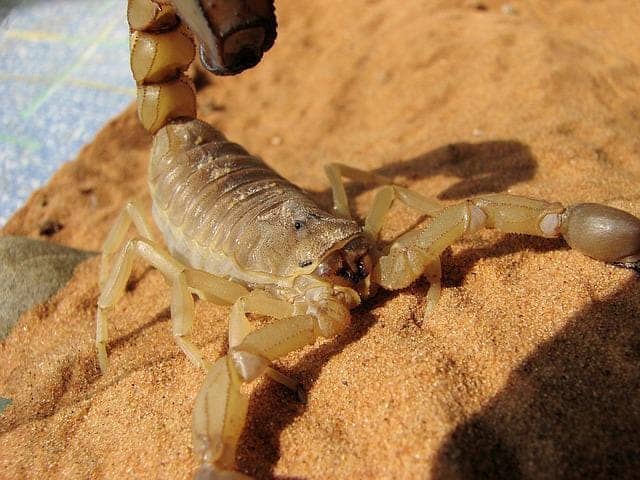 Arizona Bark Scorpion