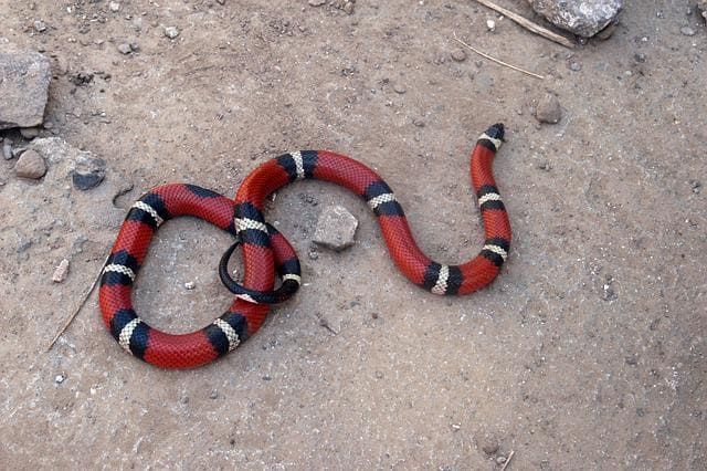 Arizona Coral Snake