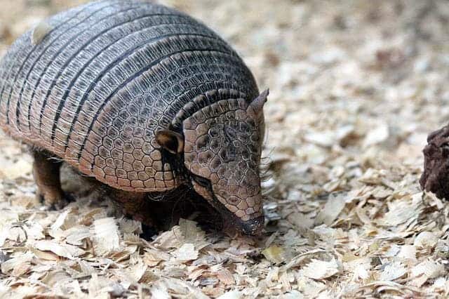 Armadillo