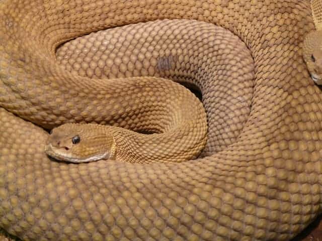 Aruba Rattlesnake