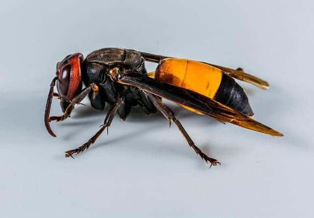 Asian Giant Hornet