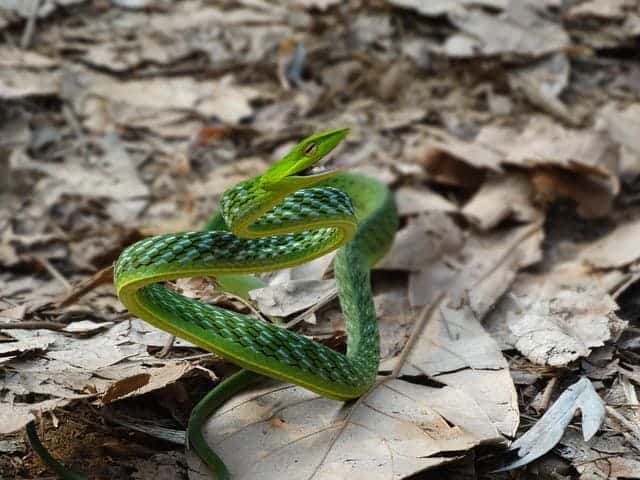 Asian Vine Snake