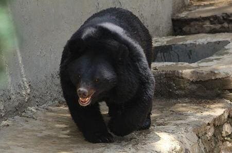 Asiatic Black Bear