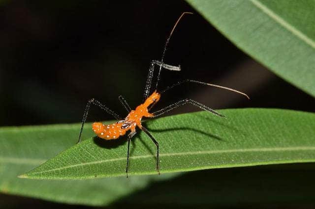 Assassin Bug