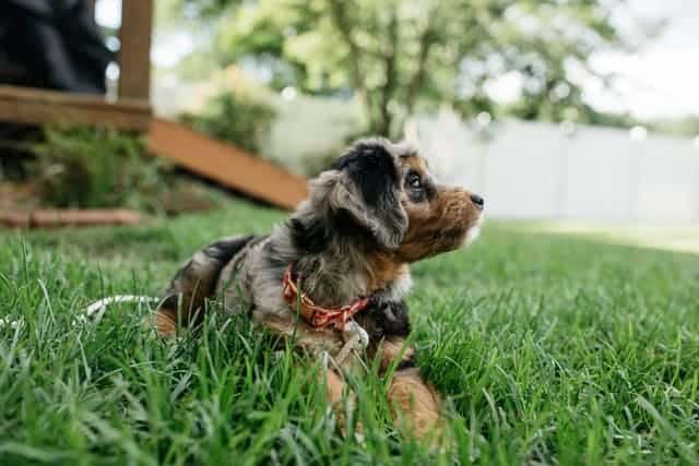 Aussiedoodle