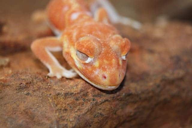 Australian Gecko