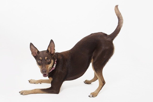 Australian Kelpie Dog