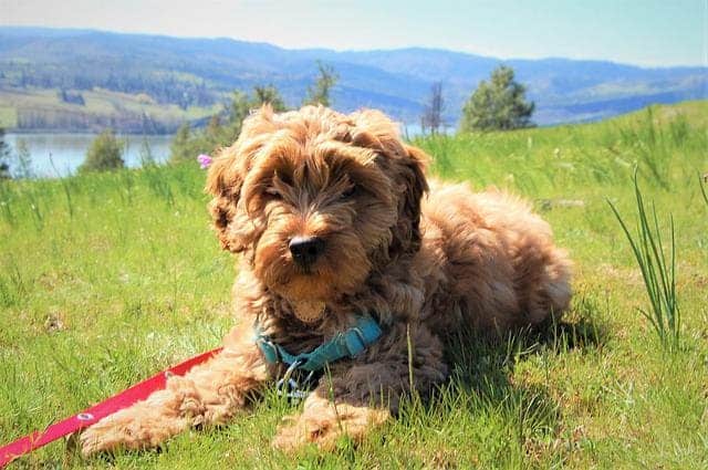 Australian Labradoodle