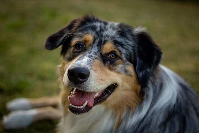 Australian shepherd