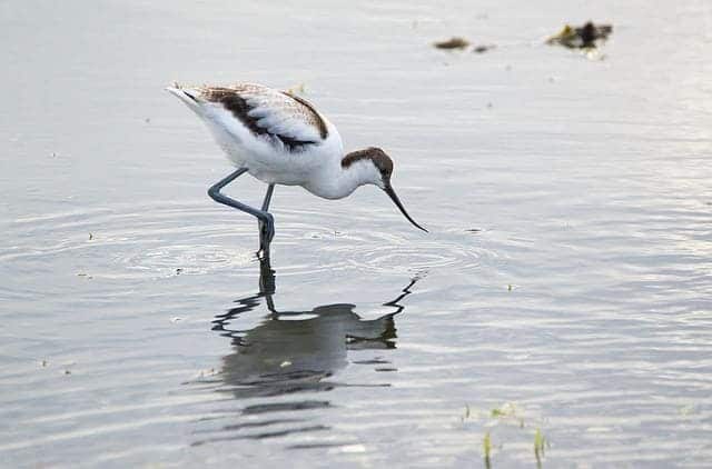 Avocet