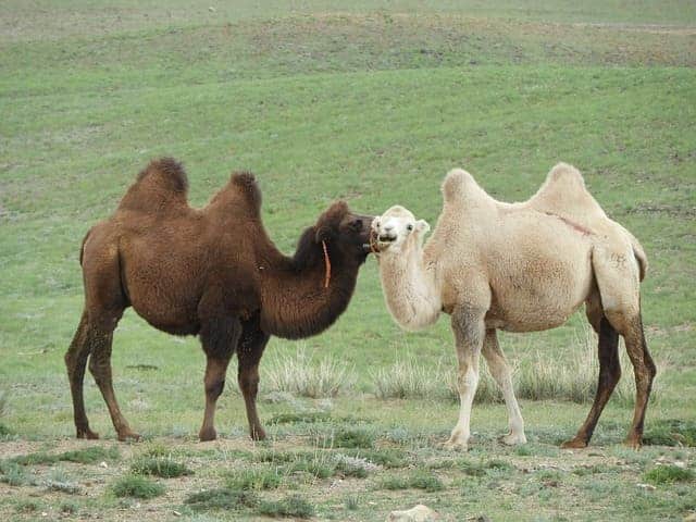 Bactrian Camel