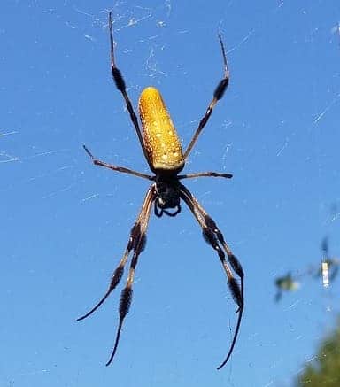 Banana Spider