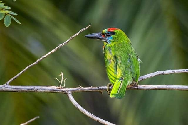 Barbet bird