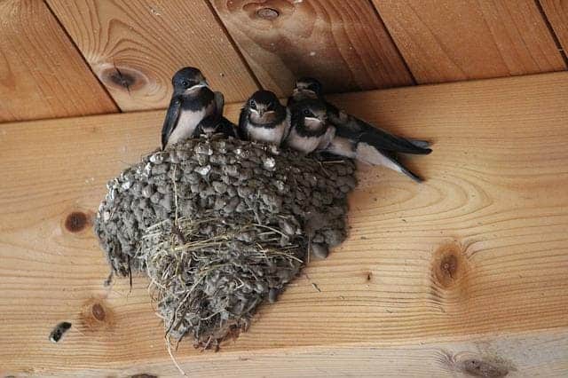 Barn Swallow