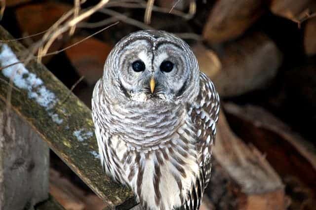 Barred Owl