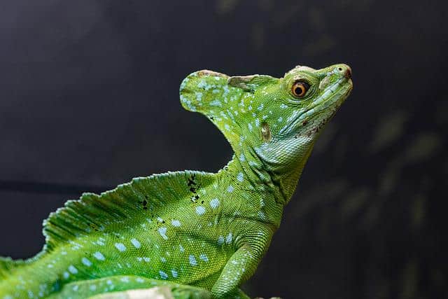 Basilisk Lizard