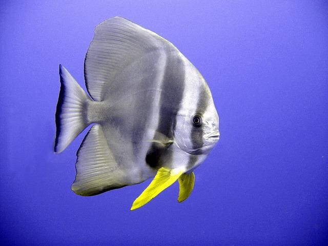 Batfish