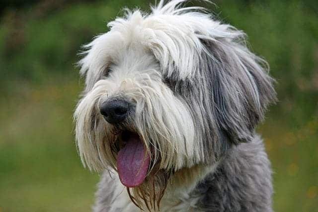 Bearded Collie