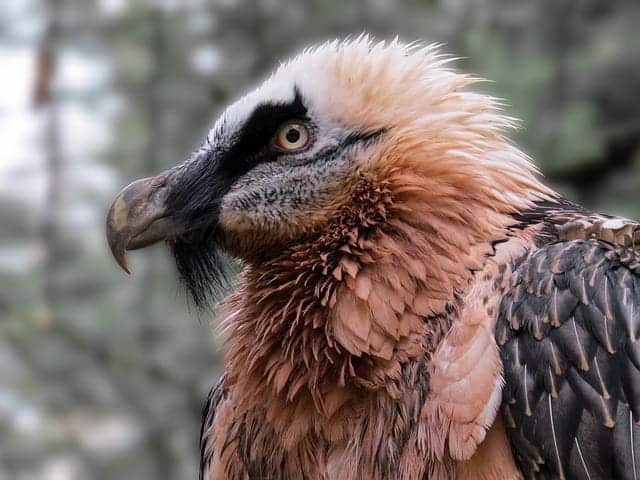 Bearded Vulture