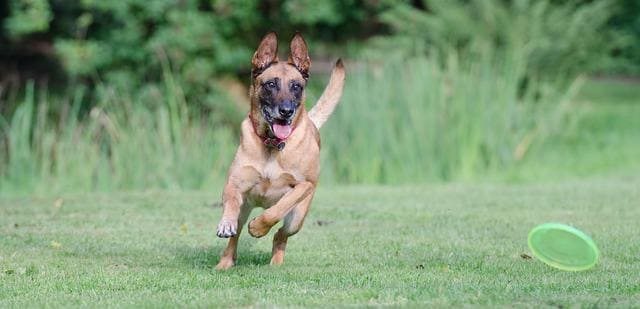 Belgian Shepherd