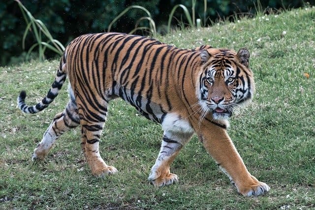 Bengal Tiger