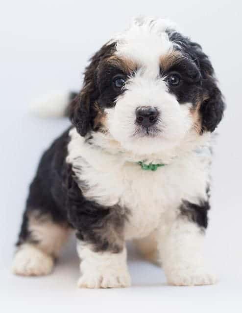 Bernedoodle