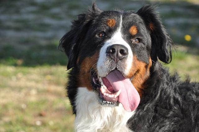 Bernese mountain dog