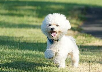 Bichon Frise