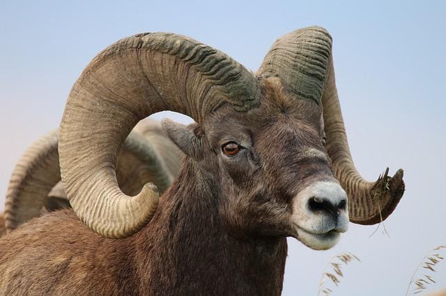 Bighorn Sheep