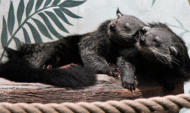 Binturong