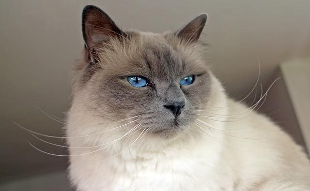 Birman Cat