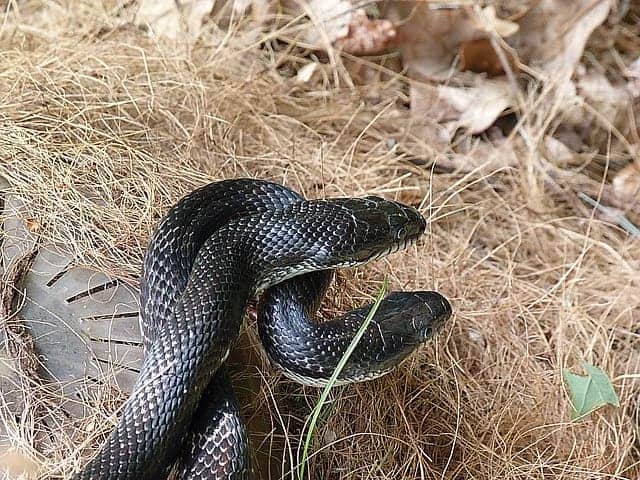 Black Rat Snake