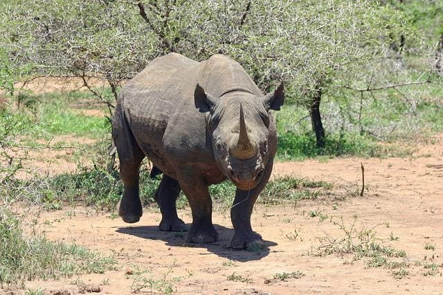 Black Rhinoceros