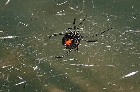 Black Widow Spider