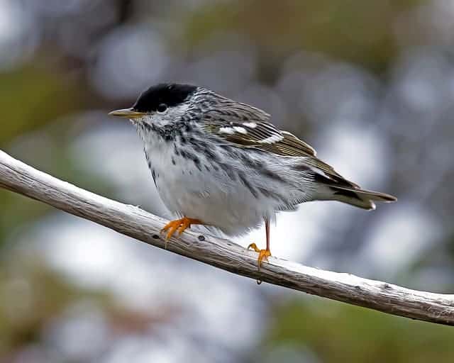 Blackpoll Warbler