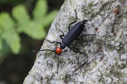 Blister Beetle