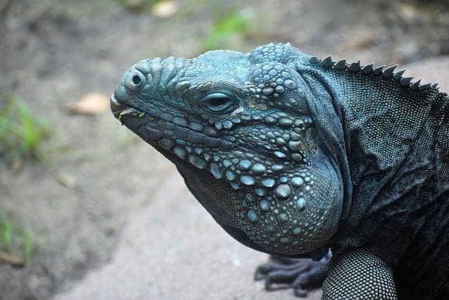 Blue Iguana