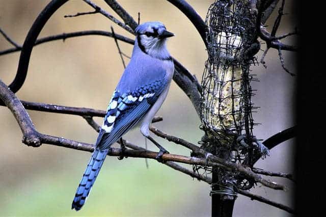 Blue Jay