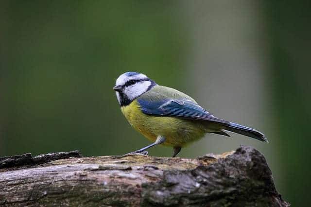 Blue Tit