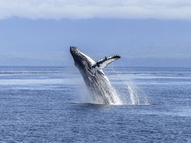 Blue Whale