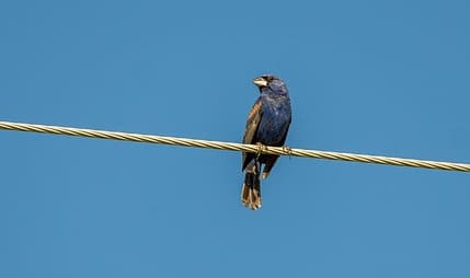 Blue grosbeak