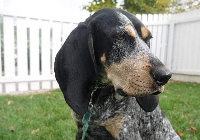 Bluetick Coonhound